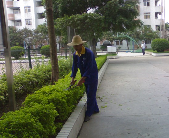 深圳清洁案例：园林绿化 修剪树枝